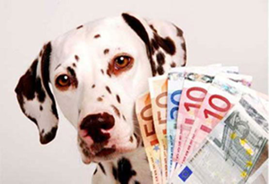 Dalmatiner mit Geld